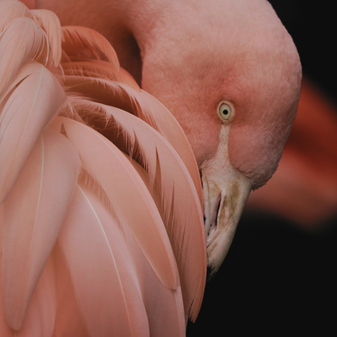 Flamingo der trækker sig ind i sig selv – symbol på introvert energi og behov for ro.