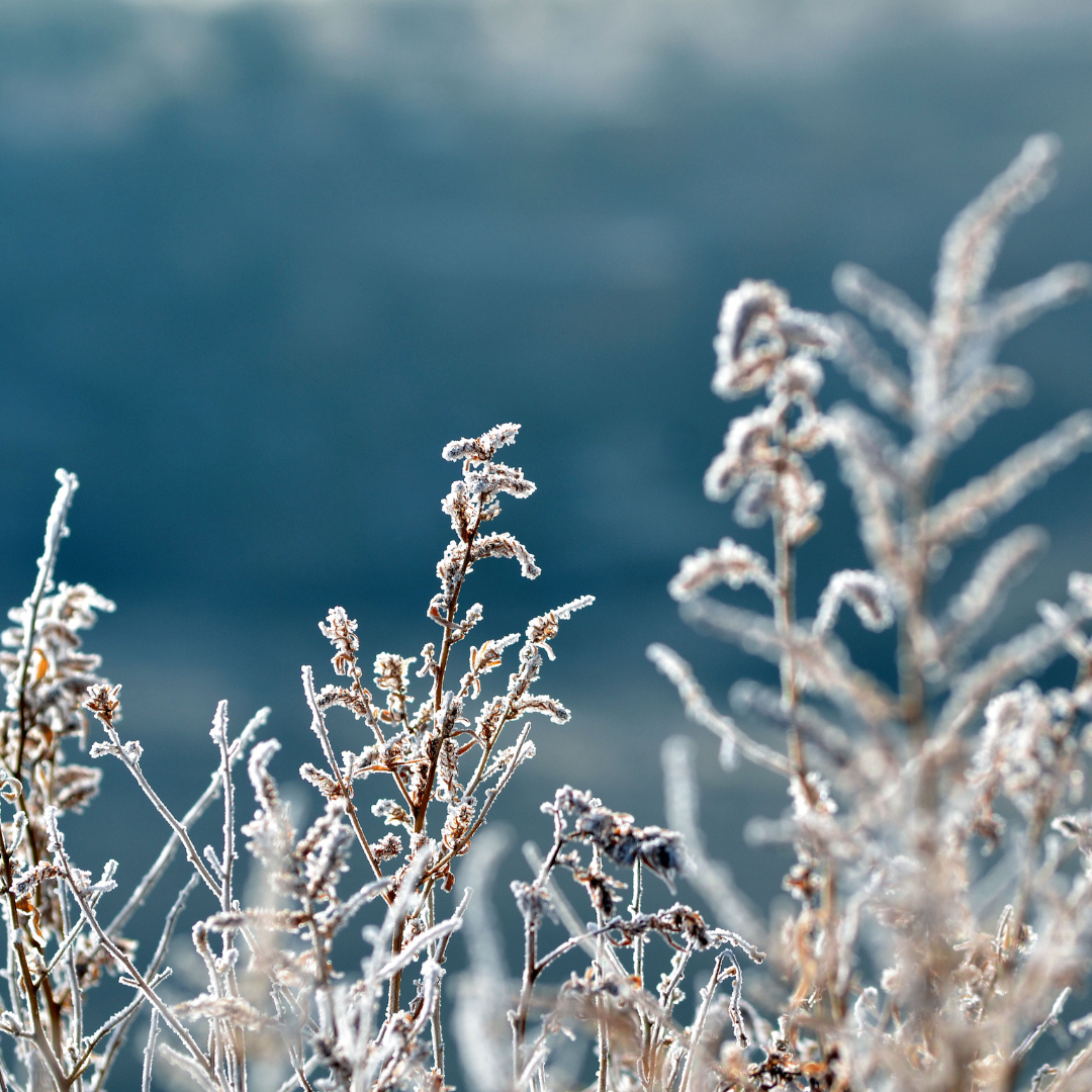 Frosne planter i naturen som symbol på stilhed, ro og mental pause.